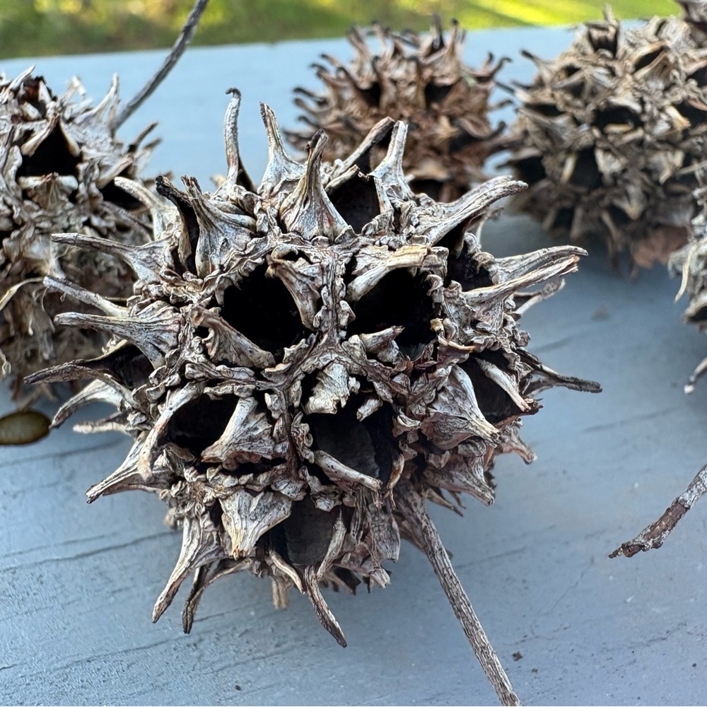 Witches Burrs